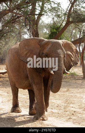 Éléphant du désert dans le lit sec de la rivière Huab, Damaraland, Namibie, ces éléphants se sont adaptés à l'extrême sécheresse de cette région. Le dese Banque D'Images