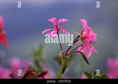 Gros plan de géraniums violets avec des gouttes de rosée le matin Banque D'Images