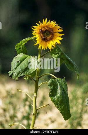 Un tournesol commun isolé (Helianthus annuus) poussant dans un champ d'orge en août. Écosse, Royaume-Uni. Banque D'Images