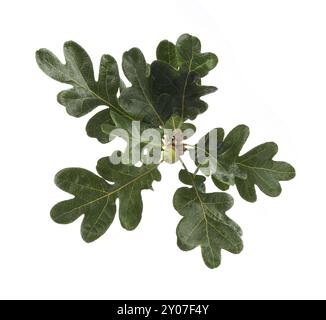 Gros plan de branche de chêne Garry avec un gland et des feuilles isolées sur blanc Banque D'Images