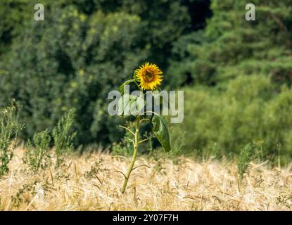 Un tournesol commun isolé (Helianthus annuus) poussant dans un champ d'orge en août. Écosse, Royaume-Uni. Banque D'Images