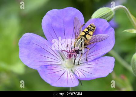 Bec de canne (Géranium), variété Rozanne avec grande mouche des marais (Helophilus trivittatus), Allemagne, Europe Banque D'Images