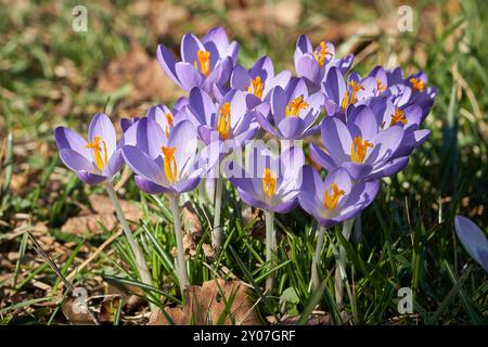 Les crocus fleurissent dans un parc au printemps Banque D'Images