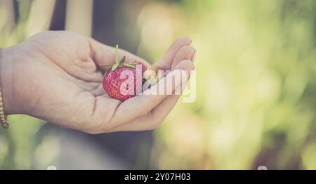 Fille est holding fresh red fraise mûre dans sa main Banque D'Images