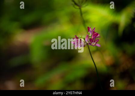 Red Clintonia fleurit comme des feux d'artifice dans la forêt du parc national de Redwood Banque D'Images