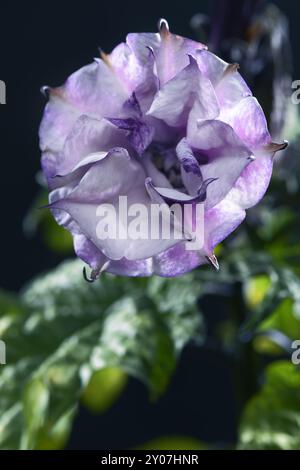 Gros plan (Datura metel fastuosa) de floraison, ballerine violette, fleur de fleur Banque D'Images