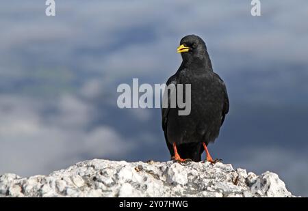 Alpine chough Banque D'Images