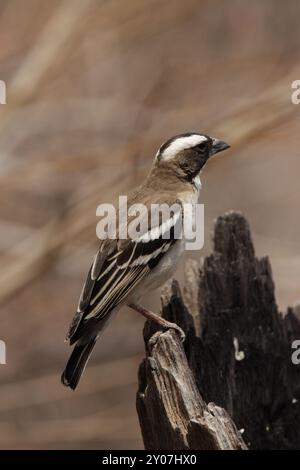 Tisserand de moineau à sourcils blancs (Plocepasser mahali) dans le parc national d'Etosha, Namibie, tisserand de moineau à sourcils blancs dans le parc national d'Etosha, Namibie, A Banque D'Images