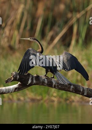 Le dard africain (Anhinga melanogaster rufa) déploie ses ailes pour sécher. Photographié dans le delta de l'Okavango, Botswana. African Darter déploie ses ailes Banque D'Images