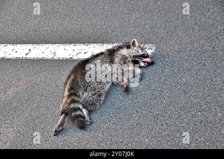 Raton laveur mort sur une route de campagne dans le parc national du Harz Banque D'Images