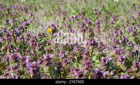 Une prairie avec des orties mortes en fleurs sur les rives de l'Elbe au printemps Banque D'Images