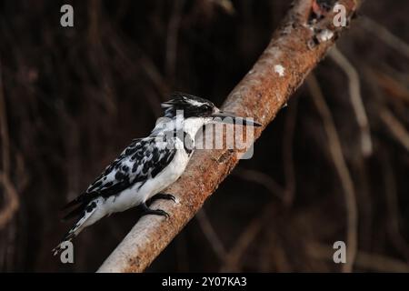 kingfisher pied (Ceryle rudis) dans le delta de l'Okavango, Botswana. Pied Kingfisher dans le delta de l'Okavango, Botswana, Afrique Banque D'Images