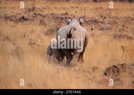 Rhinocéros noir (Diceros bicornis), mère avec enfant. Pris dans le Damaraland dans le nord de la Namibie, où une petite population de ces animaux menacés Banque D'Images