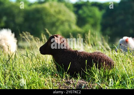 Jeune agneau dans l'herbe verte sur une digue sur les rives de l'Elbe près de Magdebourg Banque D'Images