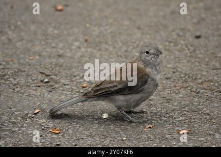 Un Shrike-Thrush gris (Colluricincla harmonica) assis sur le sol dans le parc national de Lamington, Queensland, Australie. Un Shrike-Thrush gris (Collu Banque D'Images