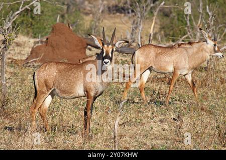 Antilope Roan dans le parc national de Chobe Botswana Banque D'Images