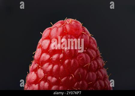 Un gros plan framboises fraîches isolées sur fond noir. Pointe de framboise Banque D'Images