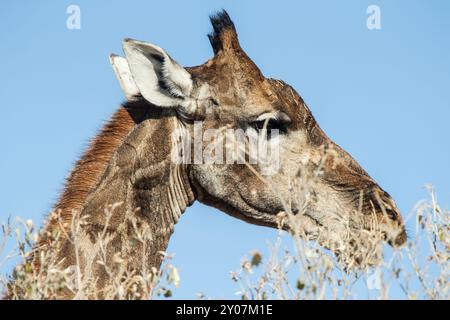 Plan latéral de la tête d'une girafe avec de la végétation devant, montrant de fines cornes avec des touffes de cheveux sur le dessus, montrant que c'est une femelle. Banque D'Images