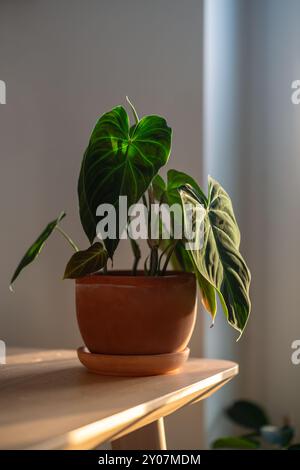 Gros plan de Philodendron splendide plante en pot de fleurs à la maison. Banque D'Images