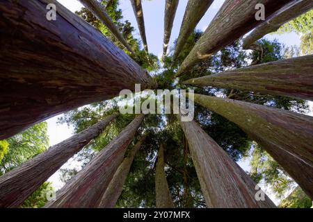 Groupe d'arbres, vue en angle bas, Parc National, Irlande, Europe Banque D'Images