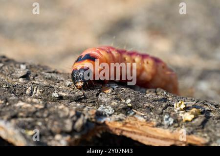 Caterpillar d'une chèvre (Cossus Cossus) sur l'écorce d'un arbre Banque D'Images