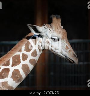 Girafe dans un zoo Banque D'Images