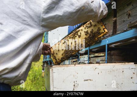 L'apiculteur garde un cadre avec du miel scellé avec de la cire sur lequel les abeilles s'assoient Banque D'Images