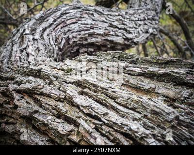 Écorce sèche d'un vieil arbre Banque D'Images