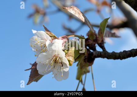 Cerisier en fleurs avec des fourmis au printemps Banque D'Images