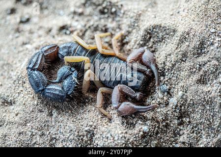 Parabuthus villosus, scorpion noir velu à queue épaisse avec queue plate dans le sable du désert du Namib. Banque D'Images