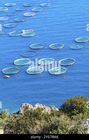 Ferme de poissons de mer avec cages à cercle flottant en Grèce, vue aérienne Banque D'Images