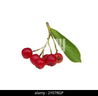 Rouge pomme baie, rouge chokeberry 01 Banque D'Images