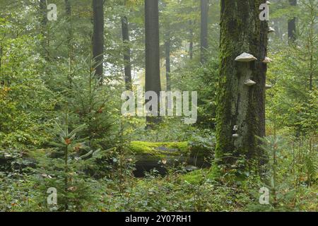 Vieil arbre mousseline, parc naturel de Spessart, Allemagne Vieux tronc d'arbre mousseline dans la forêt de hêtres (Fagus sylvatica), Spessart, Bavière, Allemagne, Europe Banque D'Images