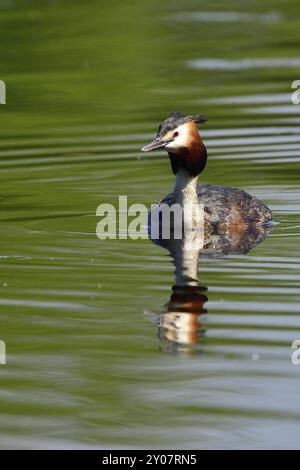 Grand grebe à crête nageant dans un lac. Mâle grand grebe à crête dans le soleil du matin Banque D'Images