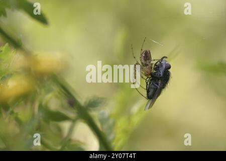 Araignée d'automne avec mouche capturée Banque D'Images