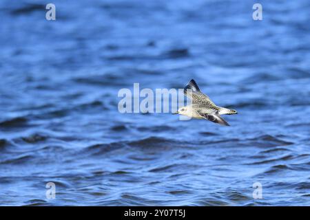 Pluvialis squatarola en suède en automne. Pluvialis squatarola en Suède en automne Banque D'Images