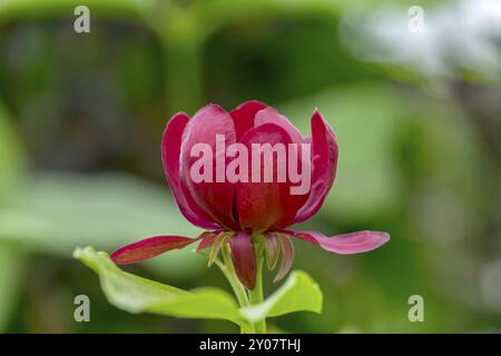 Calycanthus floridus de Caroline (Calycanthus floridus), Rhénanie du Nord-Westphalie, Allemagne, Europe Banque D'Images