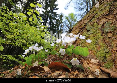 Oseille de bois sur un tronc d'arbre, Oxalis acetosella, oseille de bois commun, Allemagne, Allemagne, Europe Banque D'Images