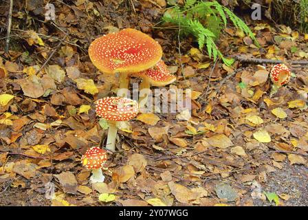 Fly agaric, Fly agaric 08 Banque D'Images