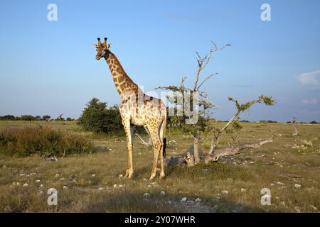 Girafe dans la soirée la lumière Banque D'Images