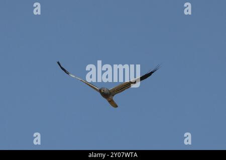 Le mâle harrier de Montagu avec des ailes ouvertes volant de l'avant devant un ciel bleu Banque D'Images