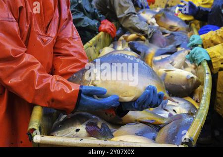 Pêche à l'extérieur, pêche sèche 13 Banque D'Images