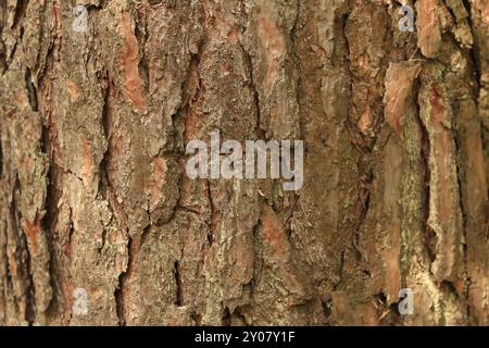 Gros plan sur l'écorce de pin. Texture naturelle. Tronc d'arbre dans la forêt. Arrière-plan naturel. Texture de l'écorce de pin Banque D'Images