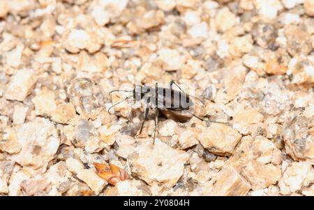 Un coléoptère tigre boréal à longues lèvres Cicindela longilabris rampe sur la surface de gravier du Wyoming Banque D'Images