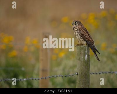 Femelle Kestrel perchée sur un poteau de clôture Banque D'Images