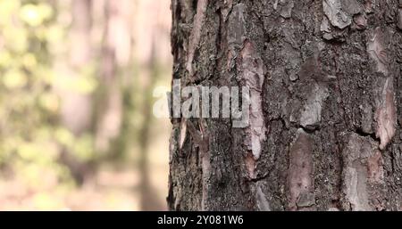 Pin, écorce gros plan. Gros plan de l'écorce de pin dans la forêt pour un fond naturel. Nature. Détails. Focus sur le tronc de pin Banque D'Images