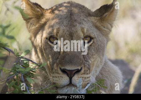 Portrait d'une lionne dans le parc national d'Etosha Banque D'Images