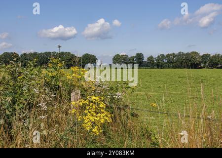 Scène rurale idyllique avec des champs verts, des fleurs sauvages et des arbres dispersés sous un ciel clair, aalten 2 Banque D'Images