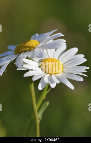 Fleur de la Marguerite à oeil de boeuf . Leucanthemum vulgare, la Marguerite aux yeux de bœuf sur un pré Banque D'Images