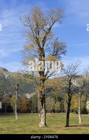 Érables sur le Grosser Ahornboden, Tyrol, en automne Banque D'Images